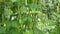 Green kidney bean growing on farm in HD VIDEO.Â Bush with bunch of podsÂ of haricot plant.